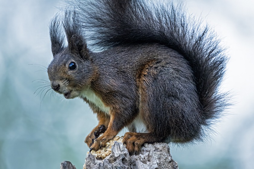 Foto: Rainer Schaaf