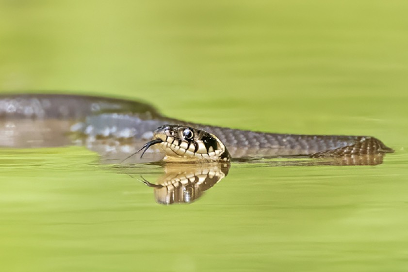 Foto: Rainer Schaaf